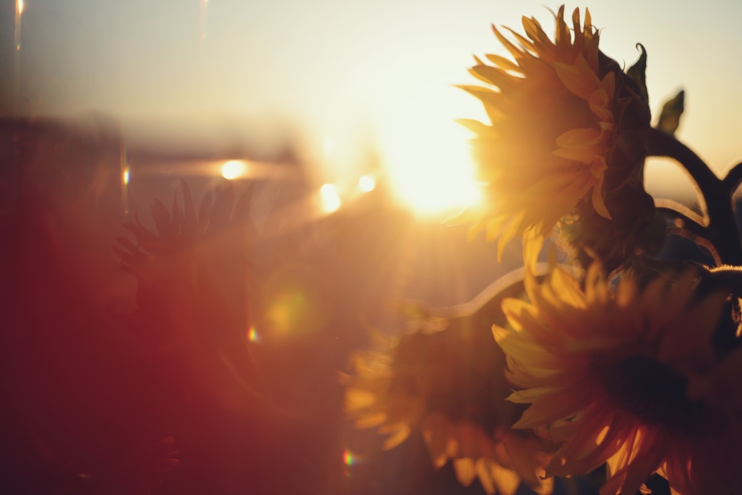 How Botanical Designs Enhance Emotional Therapy