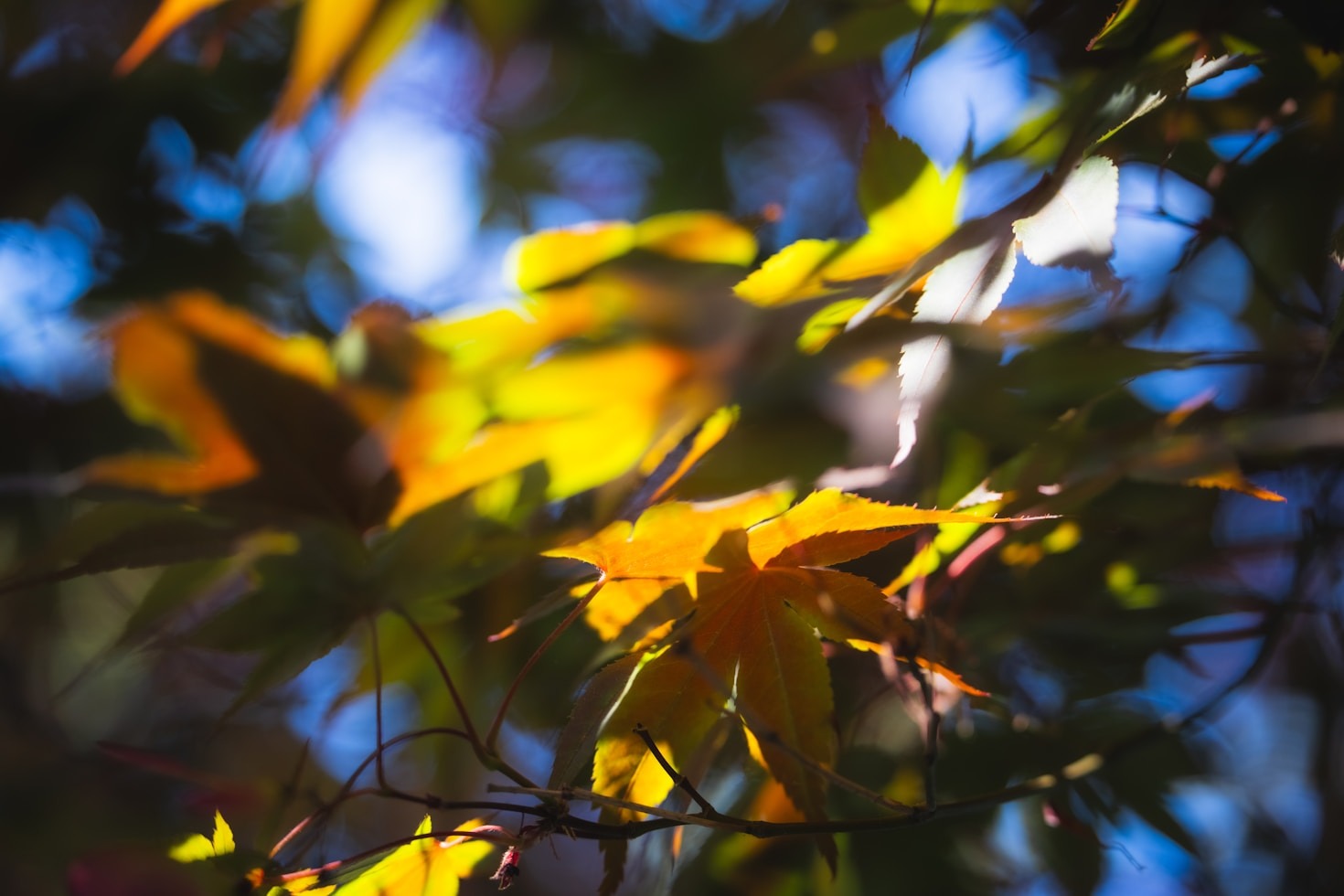 The Psychology of Calming Dusk-Like Tones