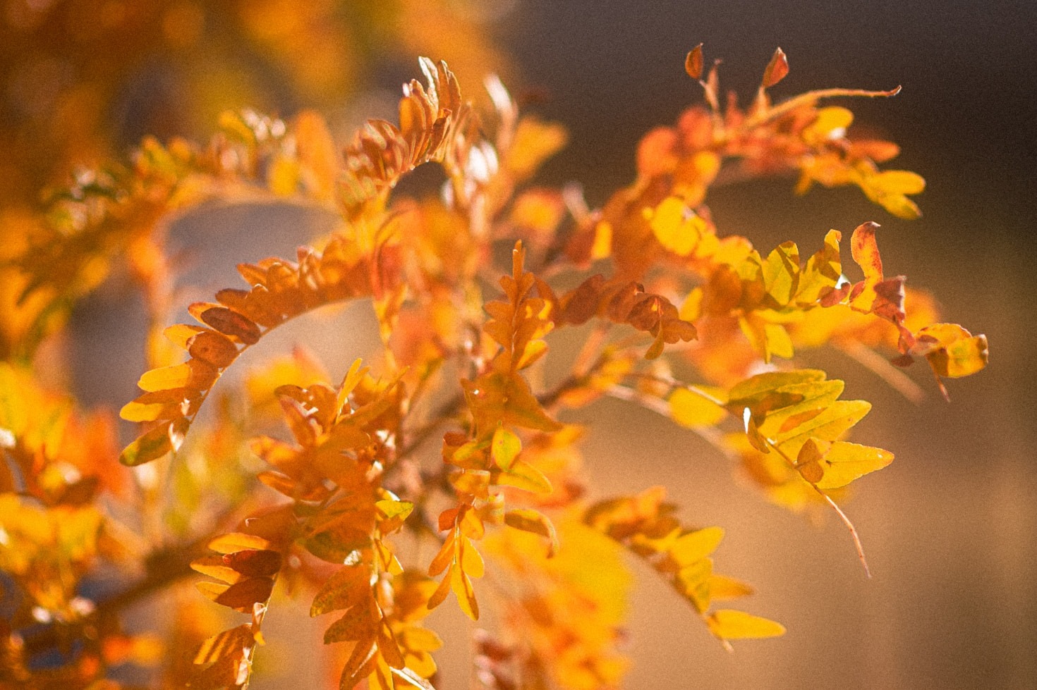 The Role of Aesthetic Warmth in Healing