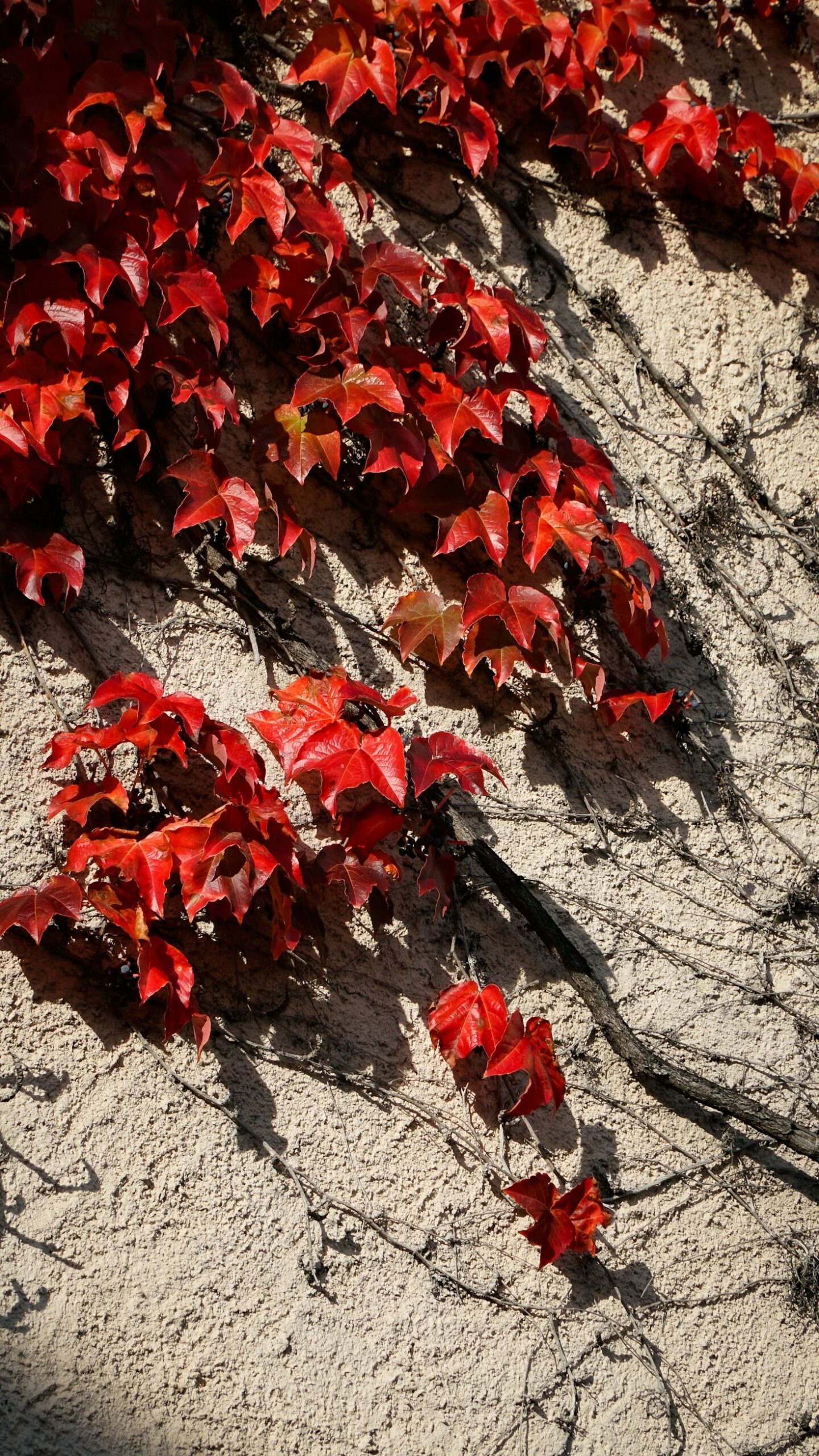 Why Environmental Intimacy Matters in Therapy